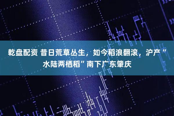 乾盘配资 昔日荒草丛生，如今稻浪翻滚，沪产“水陆两栖稻”南下广东肇庆