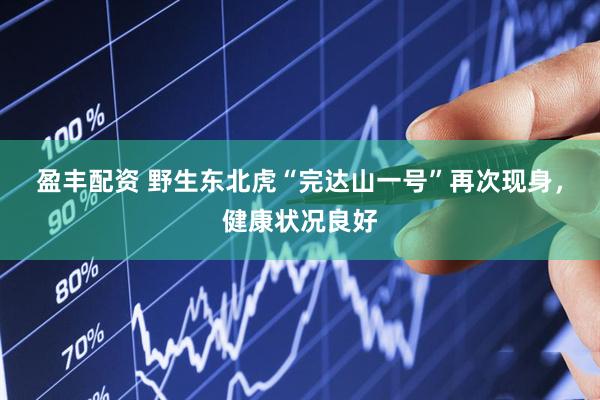 盈丰配资 野生东北虎“完达山一号”再次现身，健康状况良好